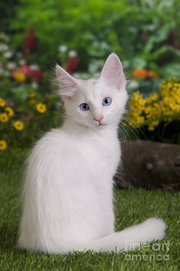Kucing Anggora Turki