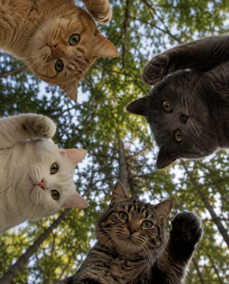 Foto kucing